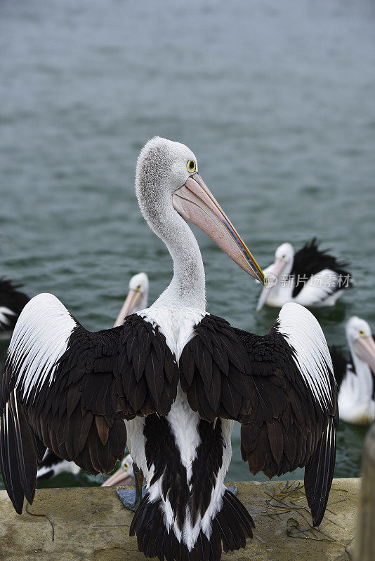 澳洲鹈鹕(Pelecanus illatus)